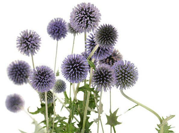 Echinops Hondro Sol Valgus zuhaitzaren zati gisa